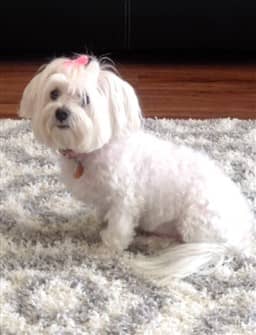 white-maltese-female